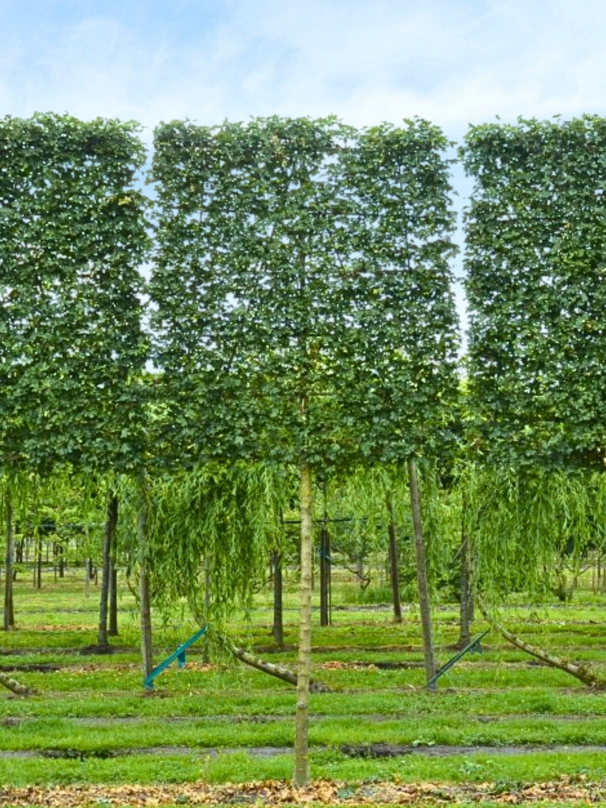 Ultra-Mature Field Maple Pleached Tree [Acer Campestre] for Privacy Screening | Mature Pleached Trees