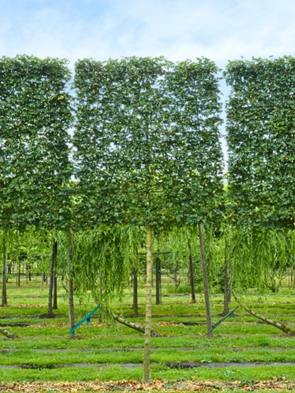 Ultra-Mature Field Maple Pleached Tree [Acer Campestre] for Privacy Screening | Mature Pleached Trees