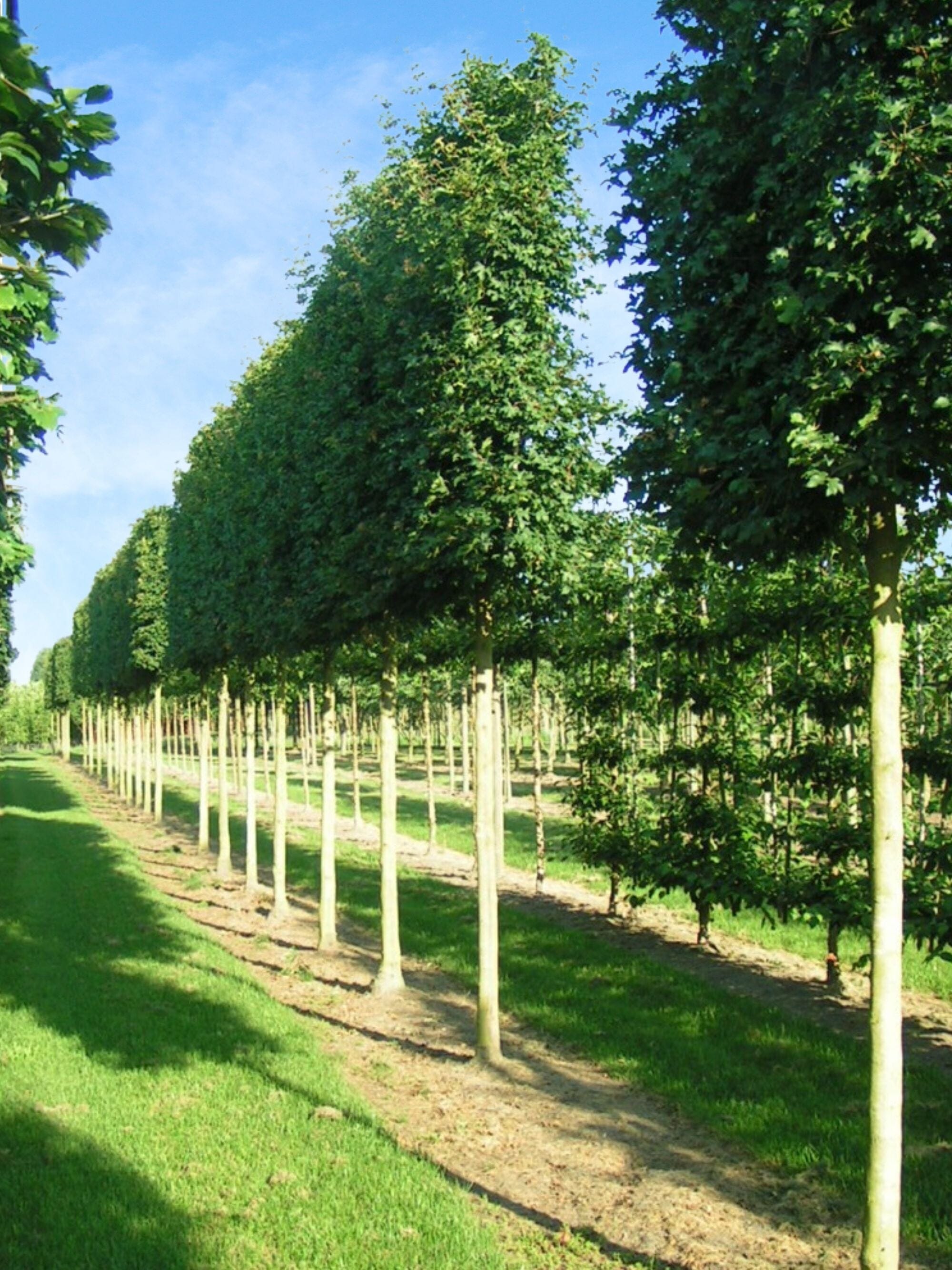 Ultra-Mature Field Maple Pleached Tree [Acer Campestre] for Privacy Sc ...