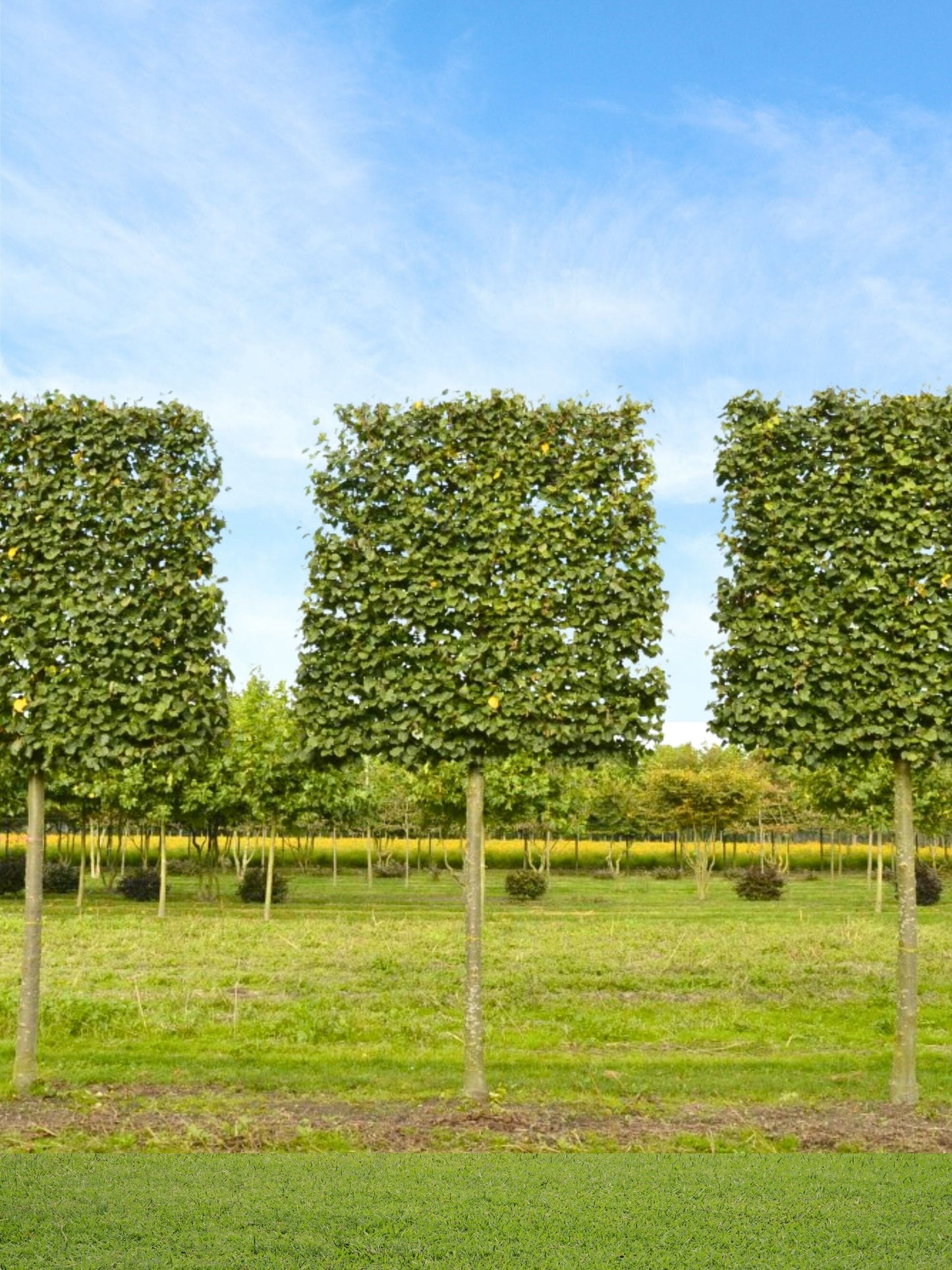 Ultra-Mature Small-Leaved Lime Pleached Tree [Tilia cordata 'Greenspire'] | Mature Pleached Trees