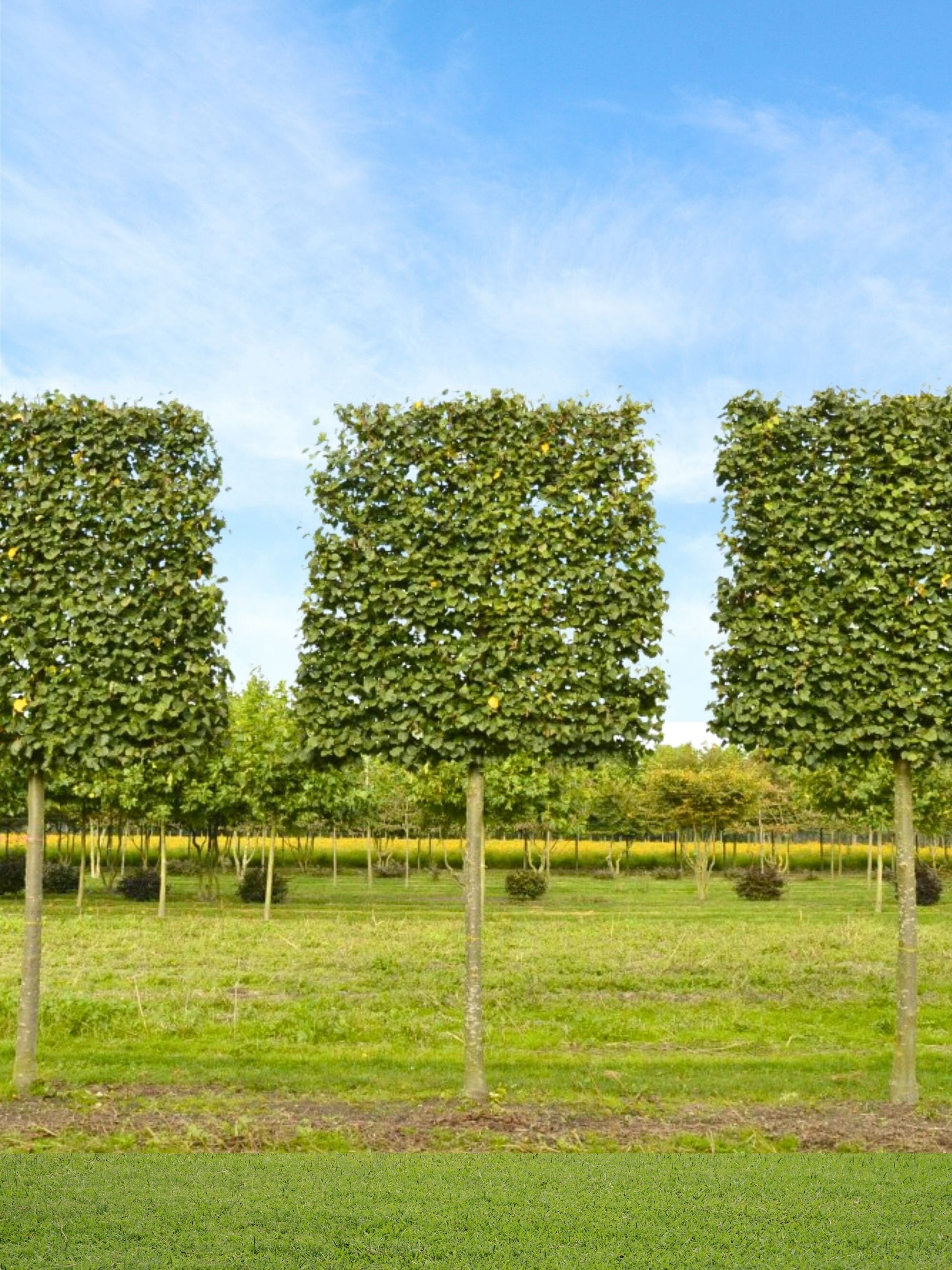 Ultra-Mature Small-Leaved Lime Pleached Tree [Tilia cordata 'Greenspire'] | Mature Pleached Trees