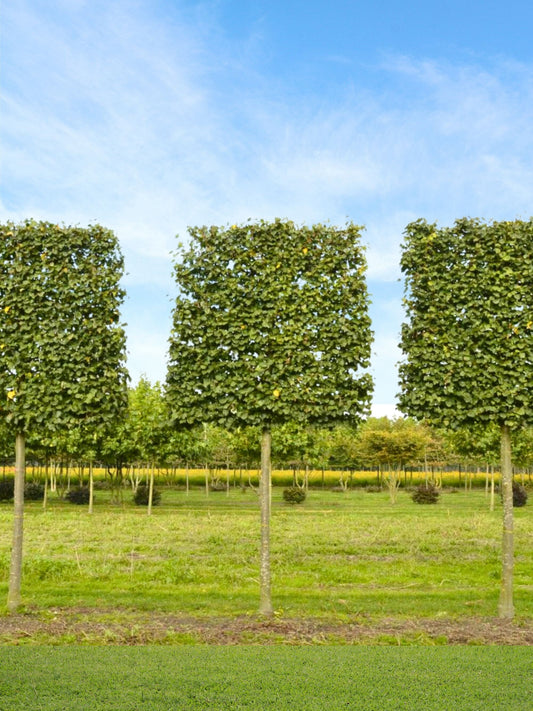 Ultra-Mature Small-Leaved Lime Pleached Tree [Tilia cordata 'Greenspire'] | Mature Pleached Trees