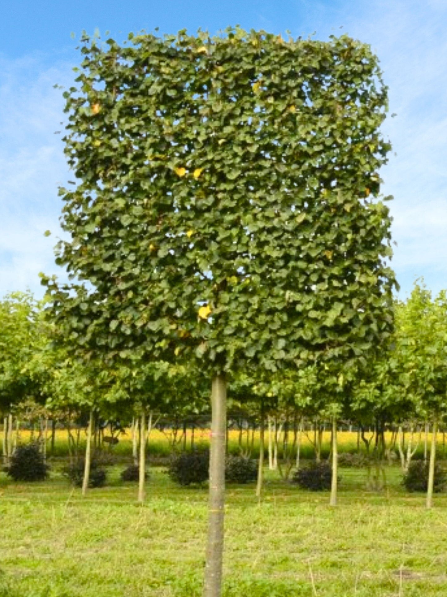 Ultra-Mature Small-Leaved Lime Pleached Tree [Tilia cordata 'Greenspire'] | Mature Pleached Trees