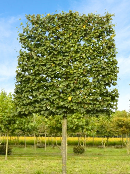 Ultra-Mature Small-Leaved Lime Pleached Tree [Tilia cordata 'Greenspire'] | Mature Pleached Trees