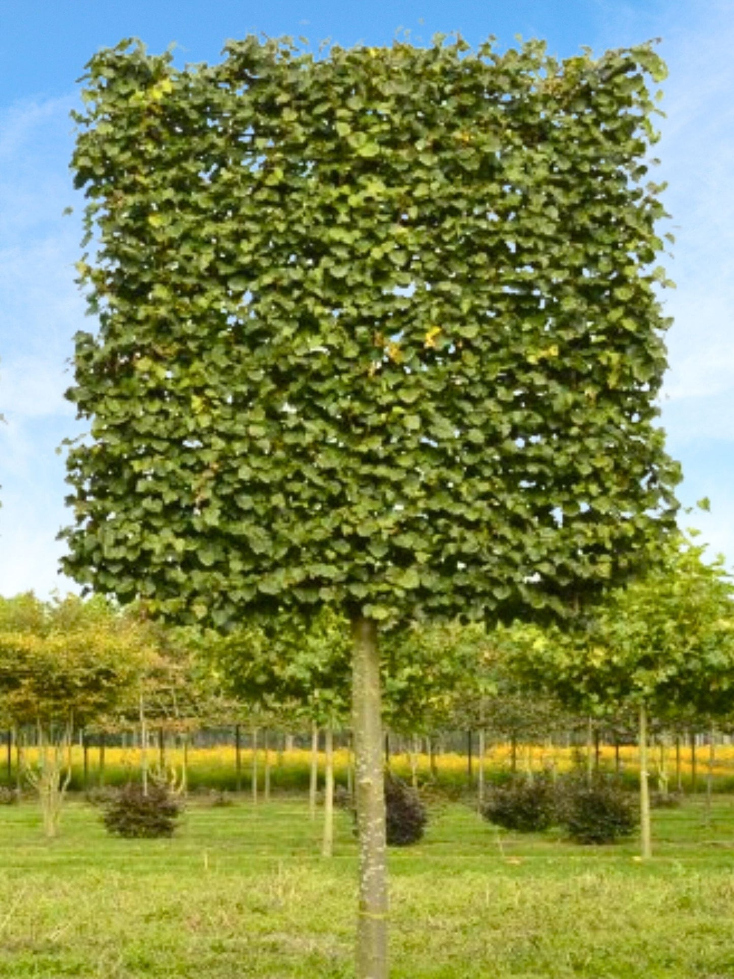 Ultra-Mature Small-Leaved Lime Pleached Tree [Tilia cordata 'Greenspire'] | Mature Pleached Trees
