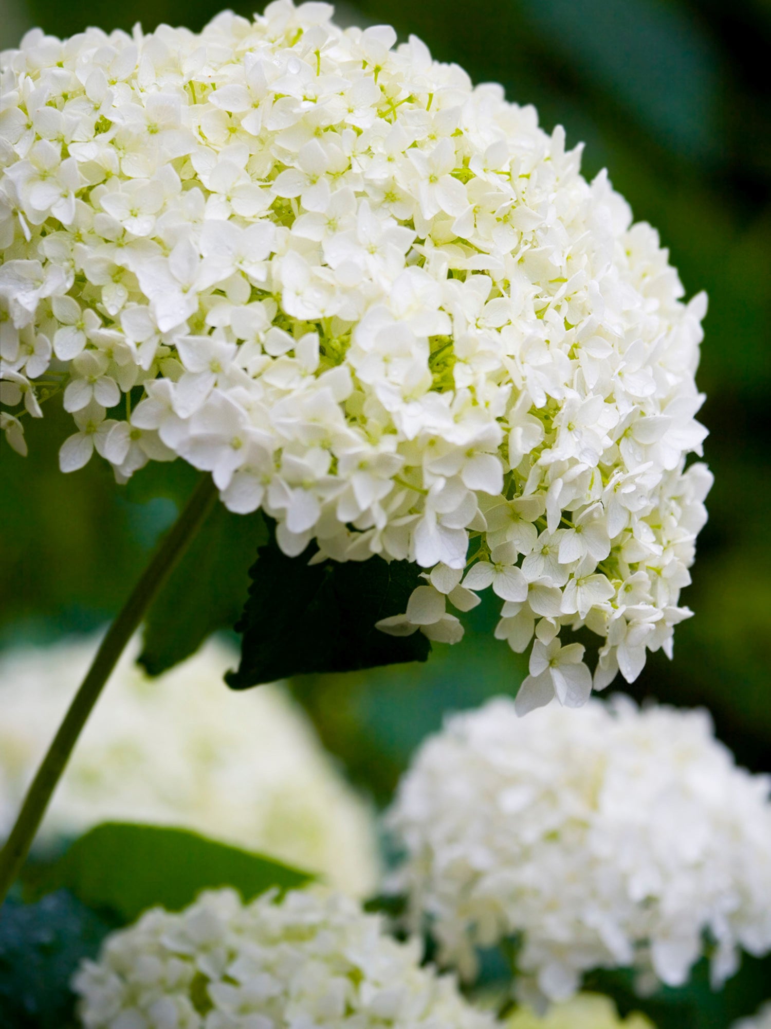 White Annabelle Hydrangea | 70-90cm