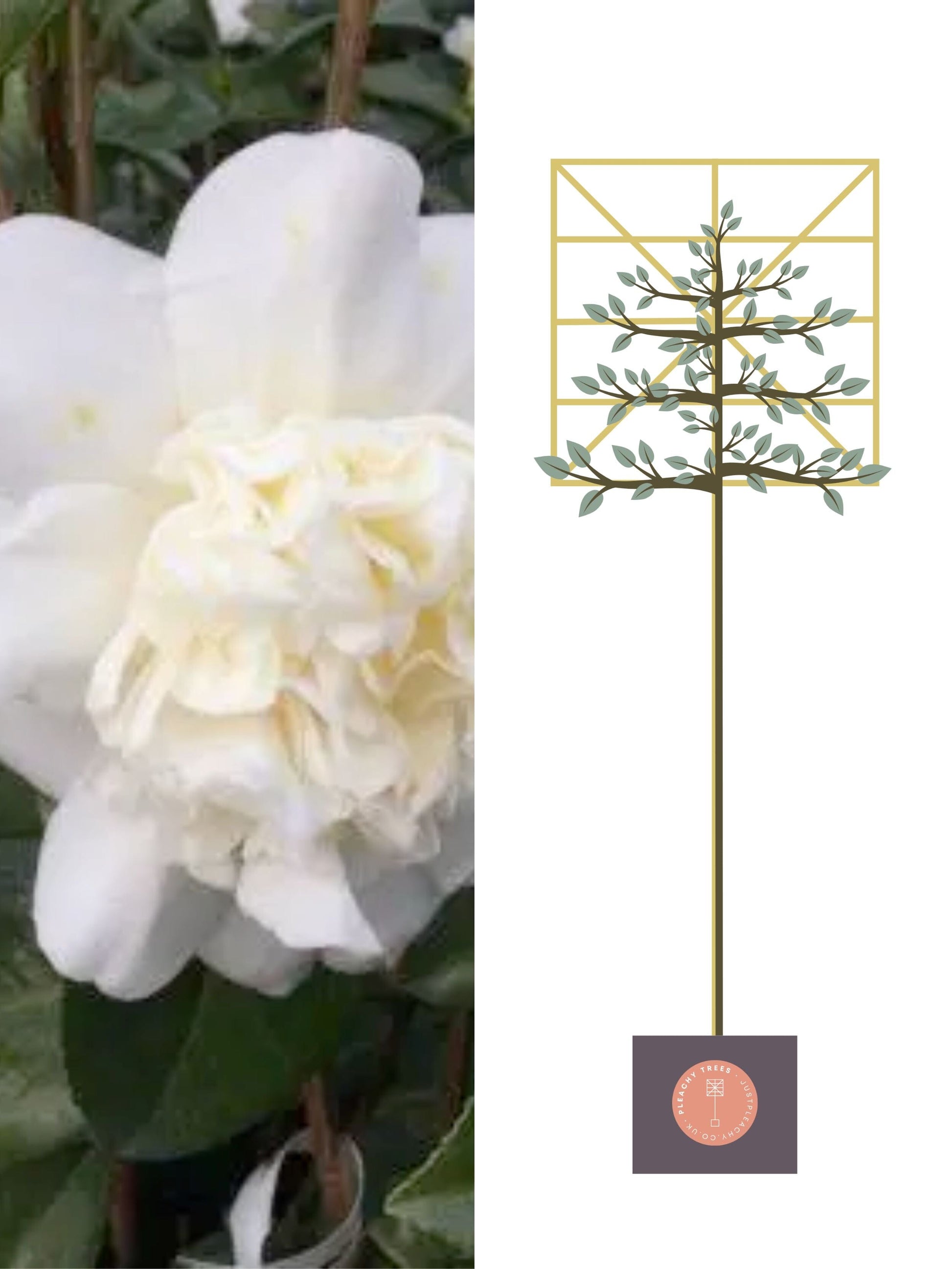 White Camellia [Camellia japonica] for Privacy Screening | Freshly 