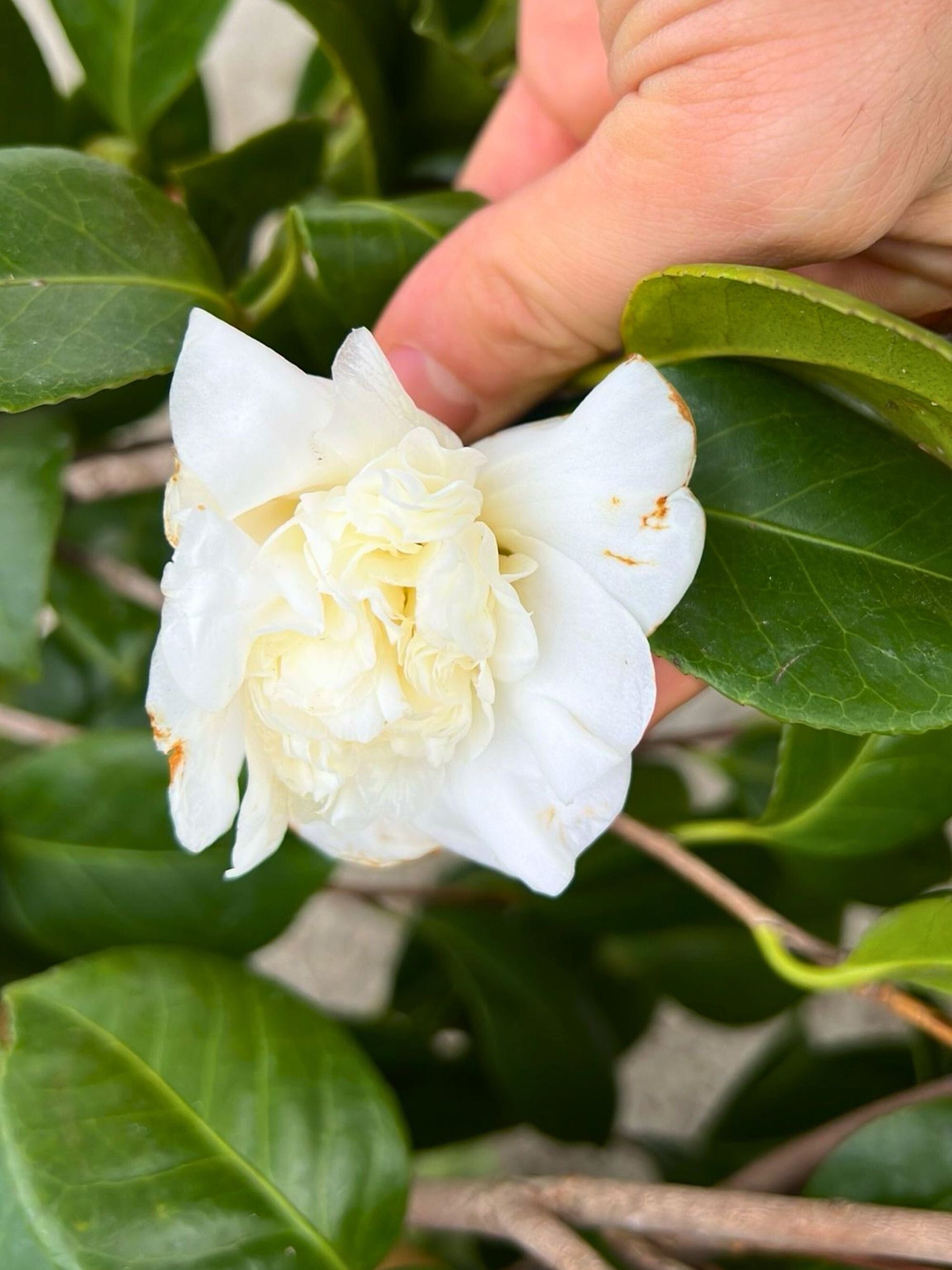 Close-up of flower