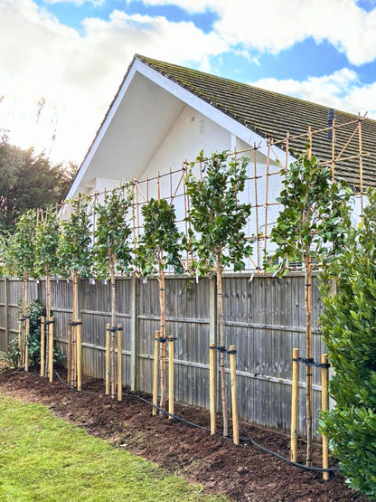 White Camellia Pleached Tree / Planting Service / December