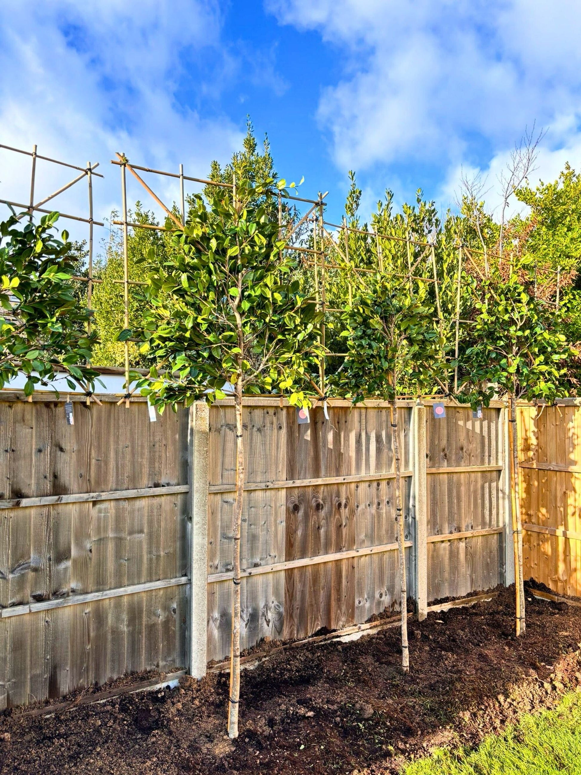 White Camellia Pleached Tree / Planting Service / December