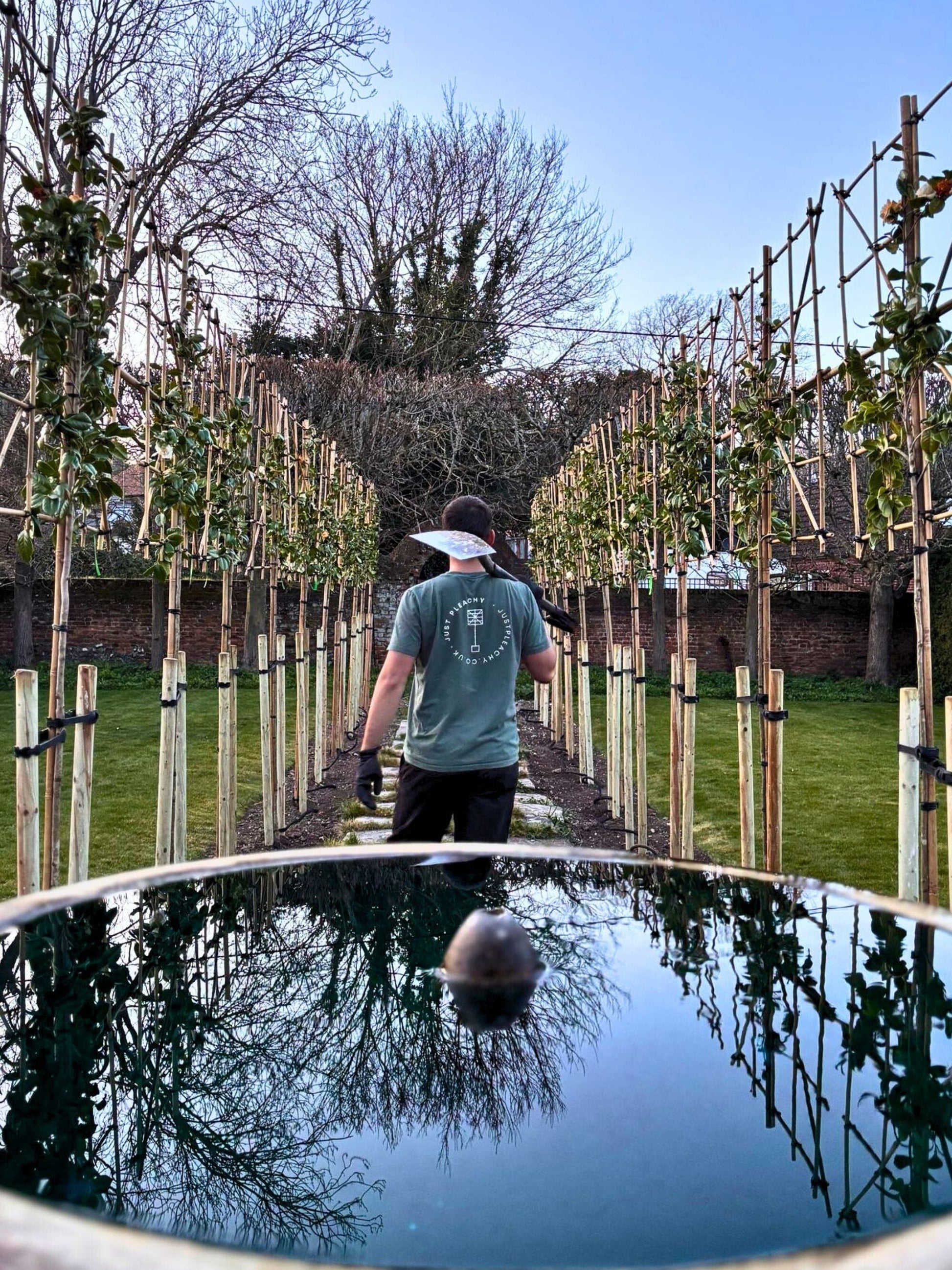 Pleached White Camellia / Planting Service