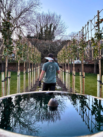 Pleached White Camellia / Planting Service