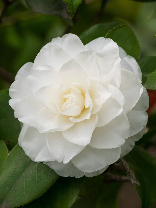 Close-up of flower in April